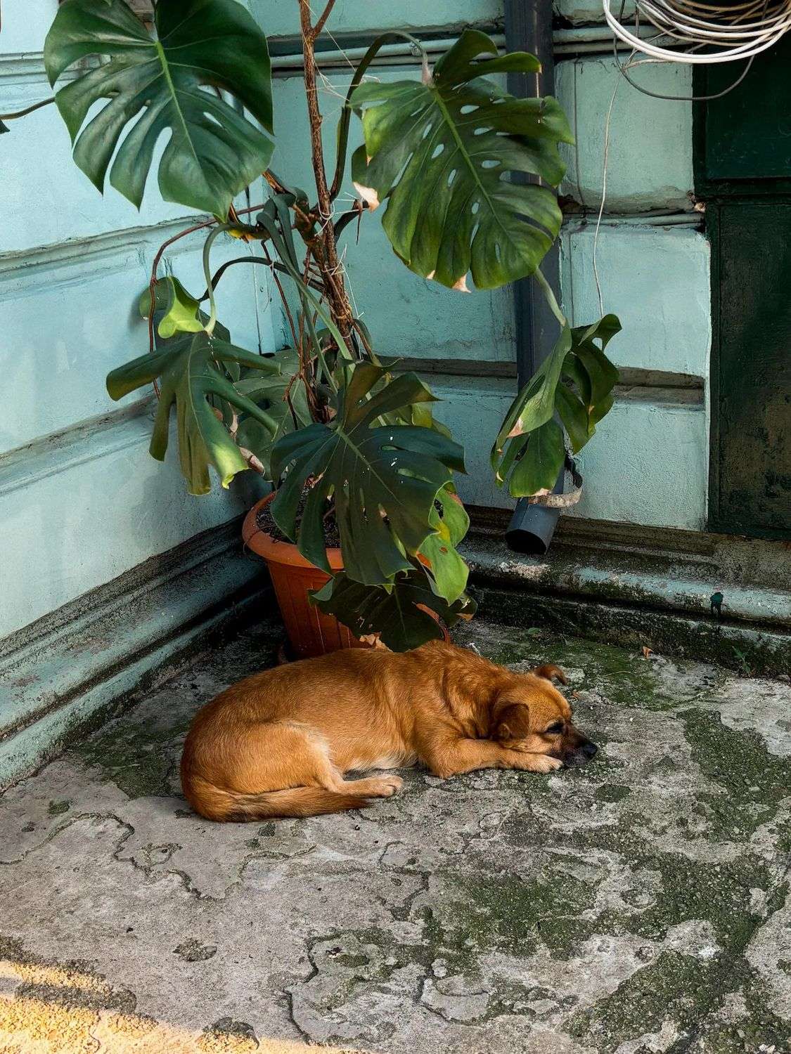 The villa's resident house dog, curled up in the garden