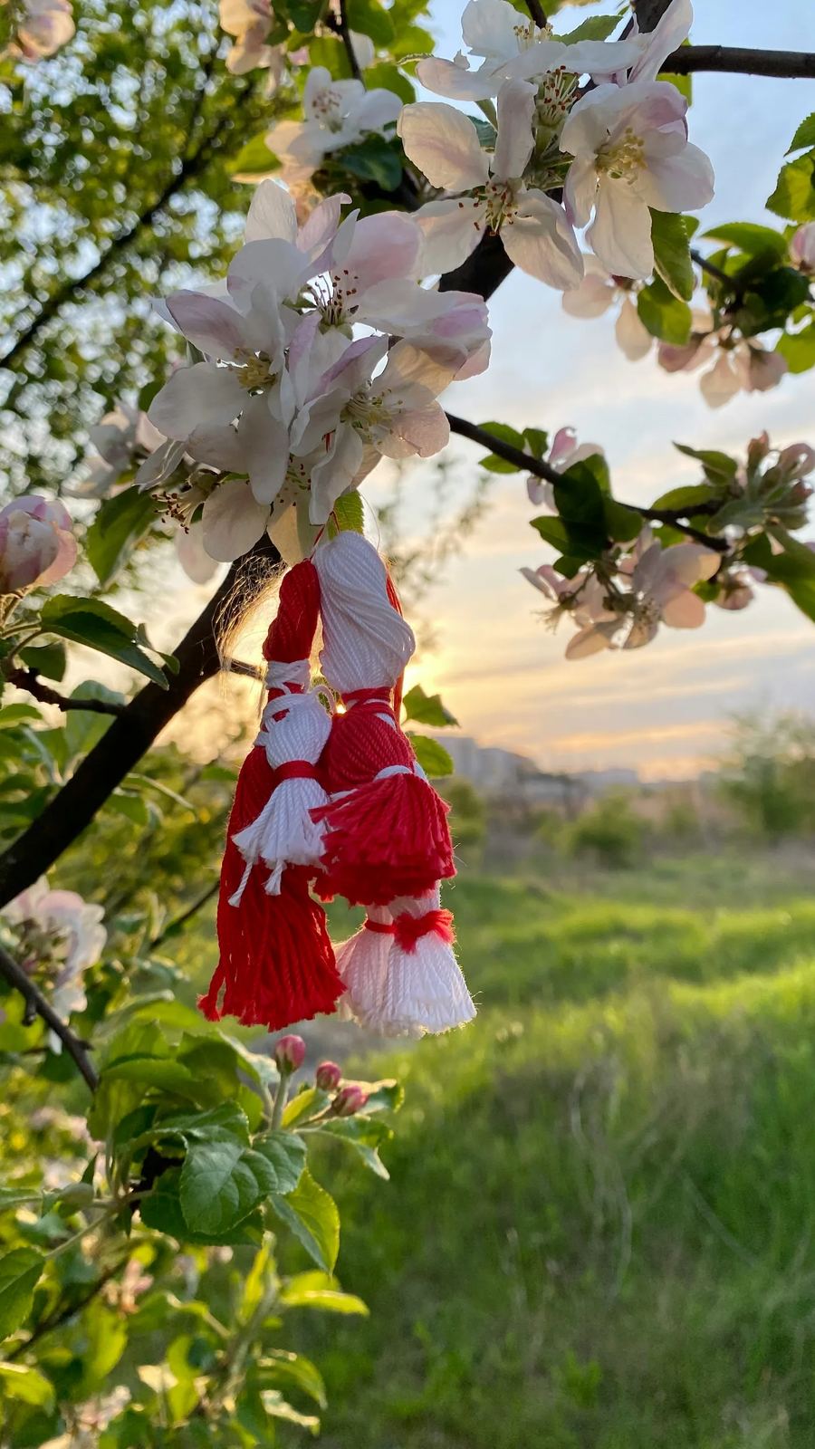 Red and white mărțișor charms hanging on a blossoming spring branch